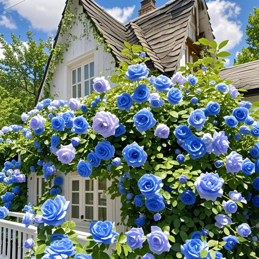Blue Climbing Rose Seeds (Pack of 100)